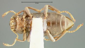 Media type: image;   Entomology 24458 Aspect: habitus ventral view